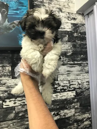 Shih-tzu Machinho Dengoso | Pequenino e Muito Carinhoso
