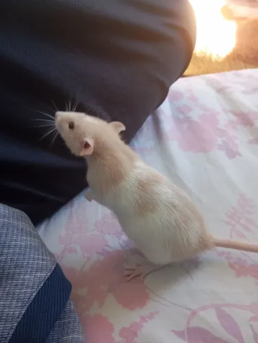 VENDO RATO TWISTER