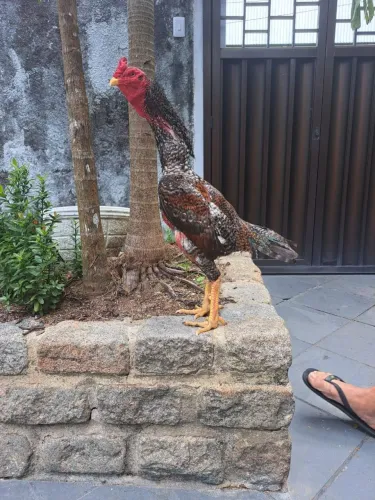 Galo pedrês 