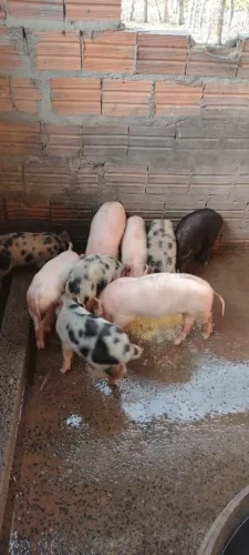 Porcos