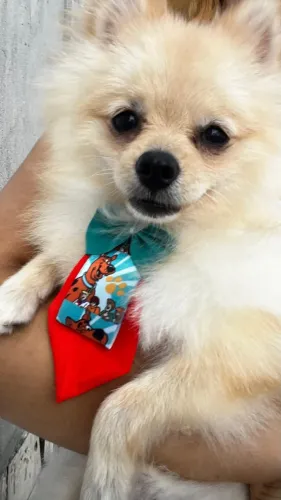 cachorro lulu da Pomerânia Spitz alemão