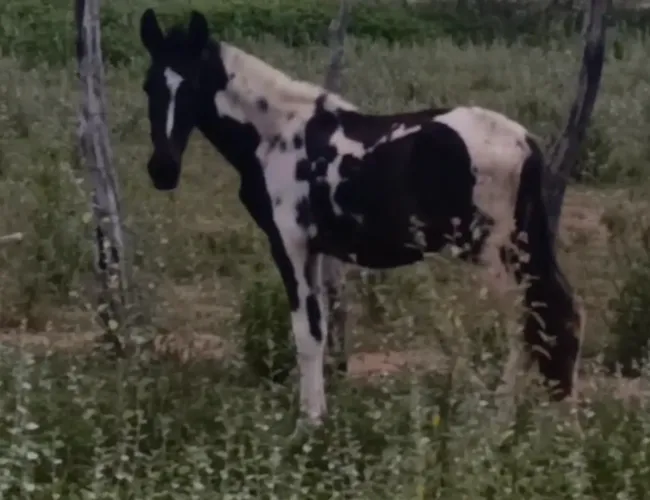 Cavalo 