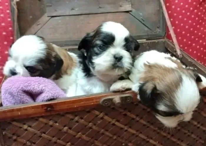 Lhasa Apso Filhotes Tricolores Incomparáveis.