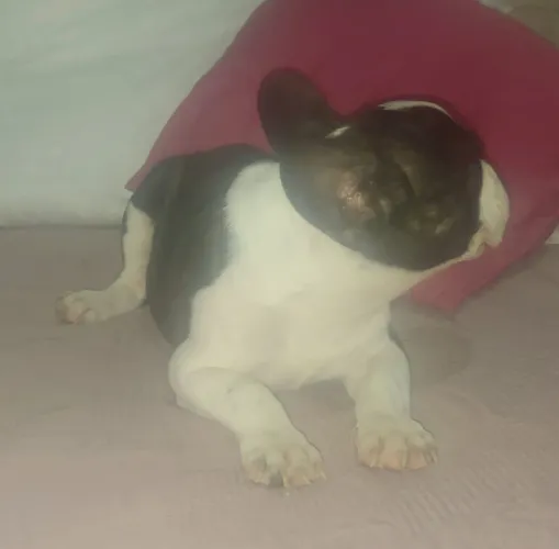 Buldog frances macho