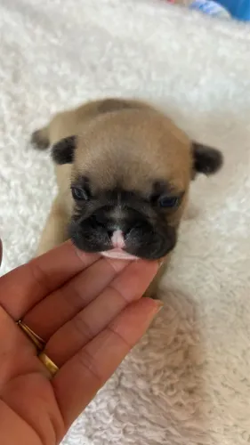 Bulldog francês macho 
