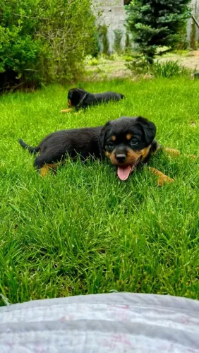 Rottweiler Filhotinho que pode ganhar espaço nas suas escolhas