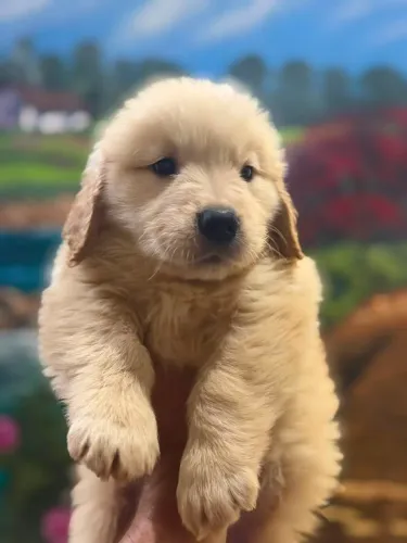 Golden Retriever
