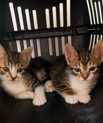 Adote-se gatinhos carinhosos!!