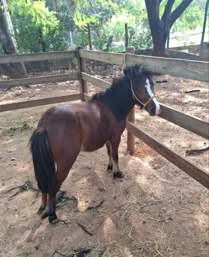 Venda de Mini pônei