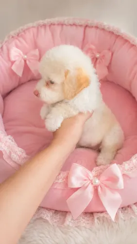Poodle toy macho e fêmea ( Puros)