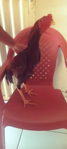 VENDO FRANGO DA RAÇA MURA