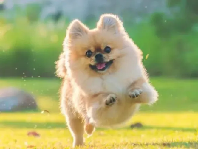 Spitz alemao premium