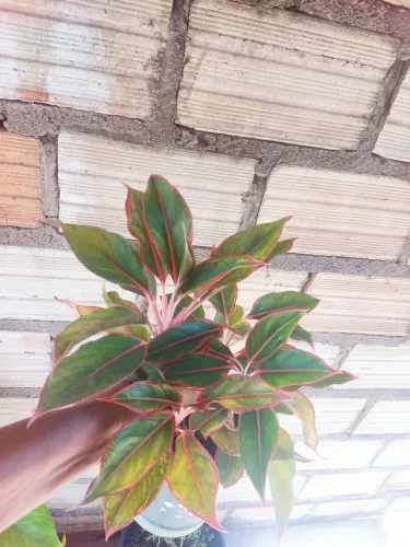 Planta ?