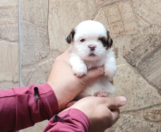 Shih Tzu MiNi PURU ORIGINAL!