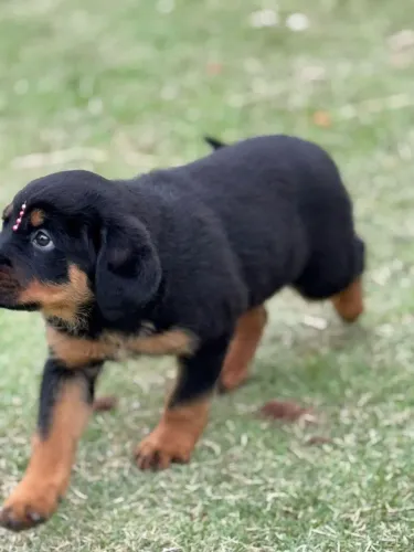 Rottweiler | Filhotes com excelente padrão- Chama no WhatsApp 