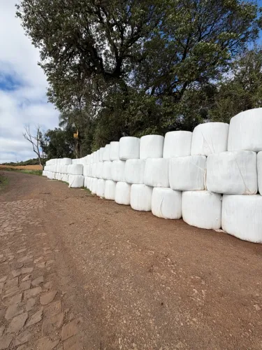 ? VENDE-SE: BOLAS DE PRÉ-SECADO DE AZEVÉM ?