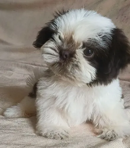 Shih Tzu macho pedigree Cbkc com 2 meses
