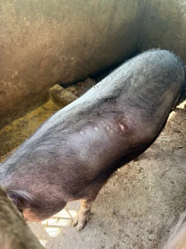 Vendo porcos gordos