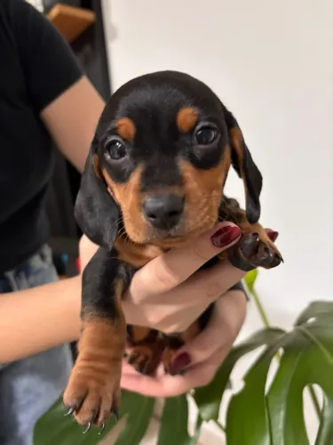 Filhotes machos de Dachshund Teckel Salsicha