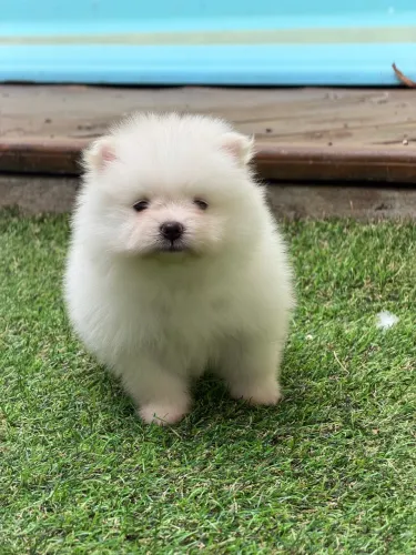 Spitz alemão - Lulu da pomerania