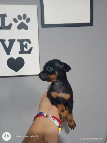 Machinho miniatura