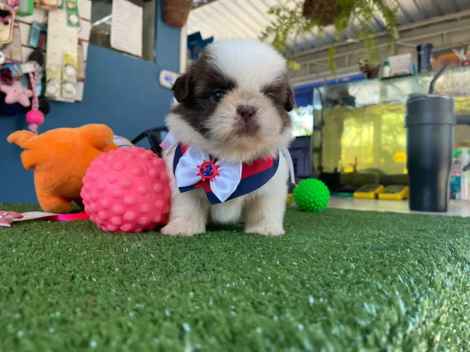 Shihtzu macho branco e chocolate 