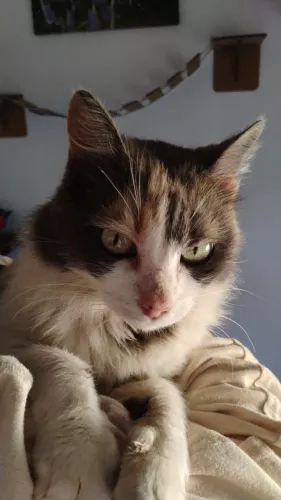 Gata para adoção, menos de 2 anos. Me adota ?