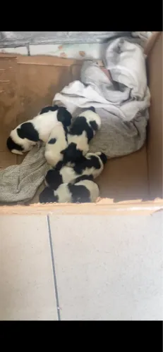 Vendo shitzu puro!! 