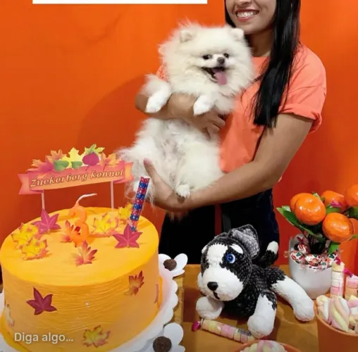 Spitz alemão cruza