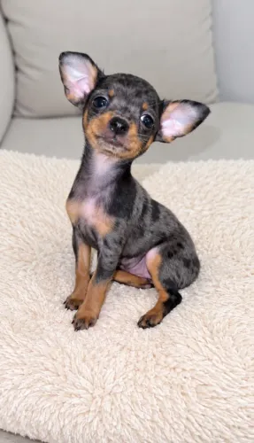 Pinscher fêmea Exótica