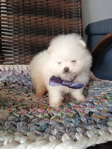 spitz alemão