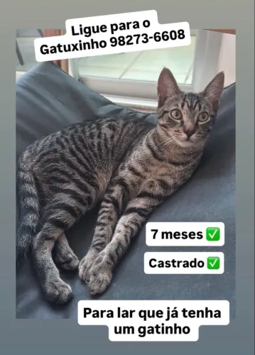 Lindo gatinho filhote