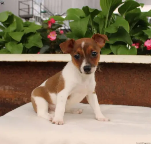pinscher x fox paulistinha Respondo pelo 9.9751.6491