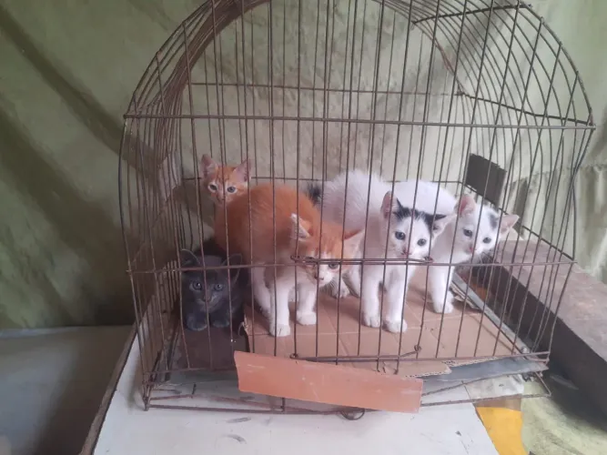 Gatinhos machos e fêmeas cores sortidas ?