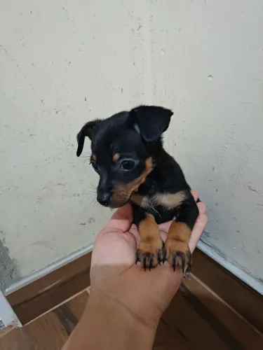 Cachorro macho Pinscher
