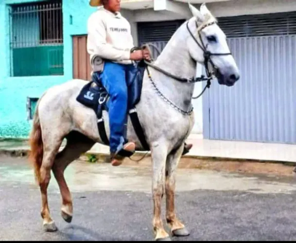 Troco cavalo mangalarga 