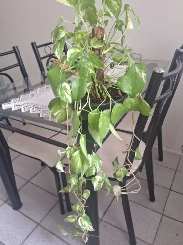 Vende-se linda planta chiboia