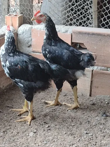 Frango GSB motle de preto com 4 meses