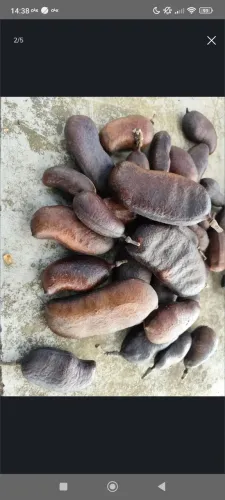 Vendo Jatobáno kg ZAP: * Retirar em Luziânia Vendo Jatobá no kg ZAP: Vendo Jatobáno kg ZAP