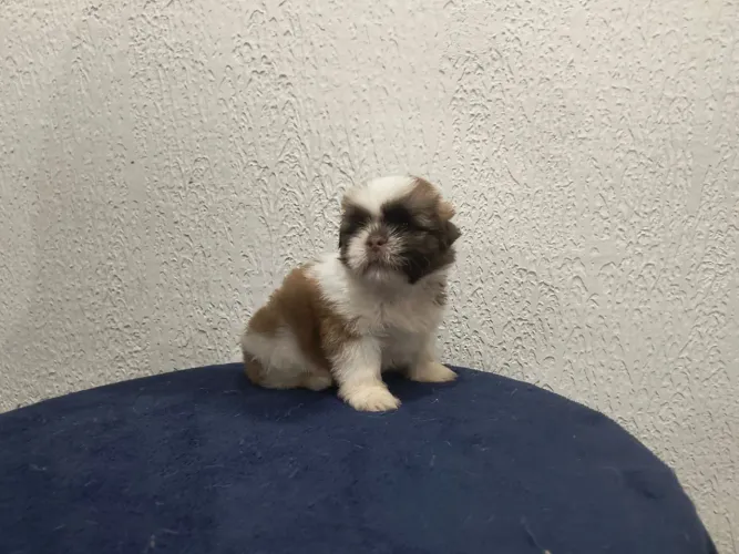 Filhote de Shih Tzu Macho