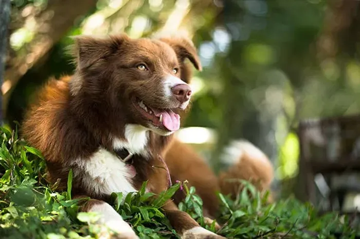 Seu Border Collie Espera por Você ?