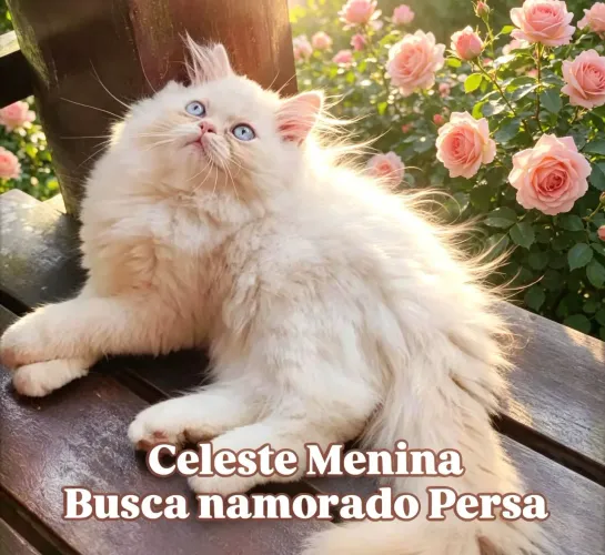 Celeste busca namorado Persa para cruza