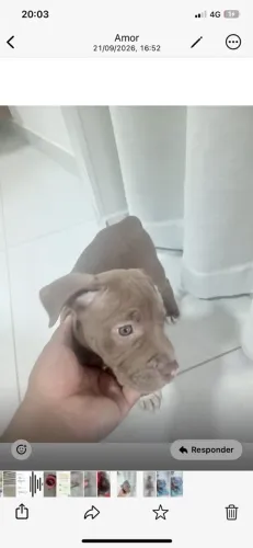 Vendo filhote de pitbull