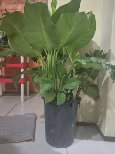 Planta Lírio da Paz