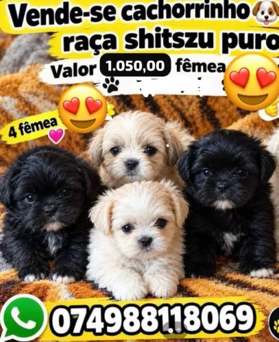 Vende-se esses lindos filhotes de cachorrinhos da raça shih tuz