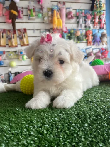 Linda fêmea de maltês mini $3.500,00