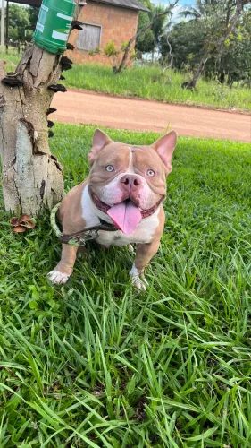 Busco fêmea American Bully para procriação 