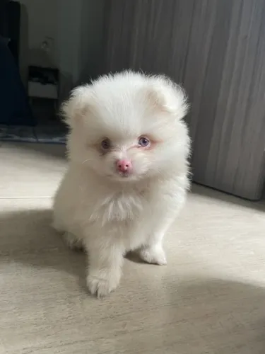 Cachorro Lulu da Pomerania pequeno e fofo, adiquira agora mesmo.