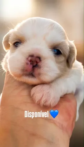 filhotes shih tzu para reserva ( com visita na minha casa )