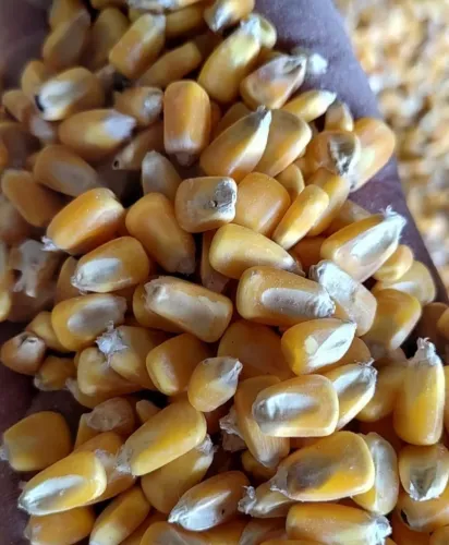 Milho Padrão 1 e Farelo de Soja 60kg Direto do Produtor